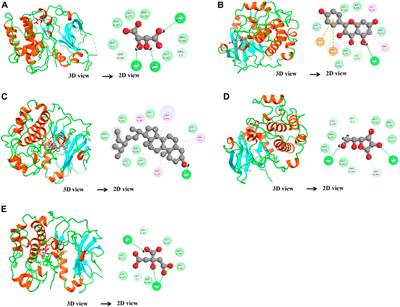 From desert flora to cancer therapy: systematic exploration of multi-pathway mechanisms using network pharmacology and molecular modeling approaches